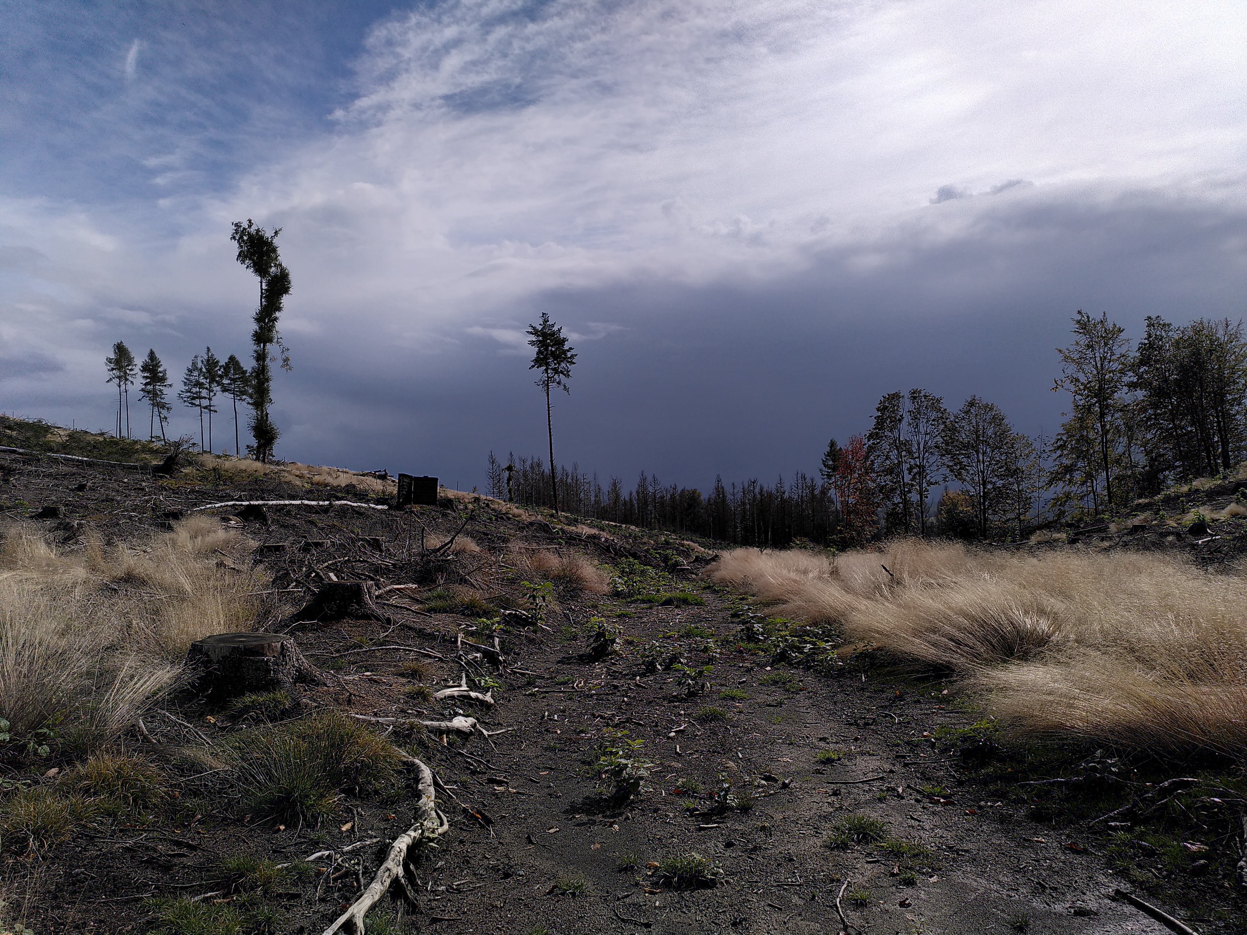 Geschädigter Wald in der Sächsischen Schweiz